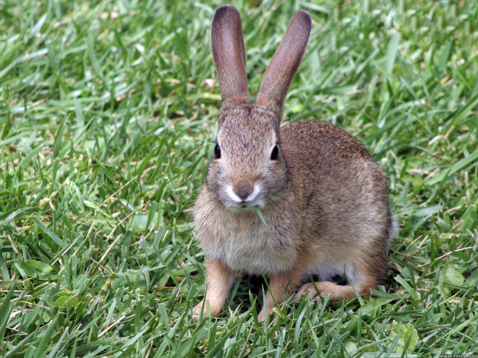bunny-rabbit